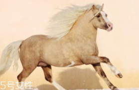 馬油是萬能的嗎？接近人體脂肪也并不萬能