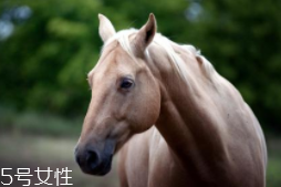 馬油是萬能的嗎？接近人體脂肪也并不萬能