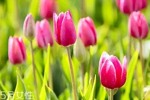 嚴禁入室的花有哪些？這7種花別養(yǎng)