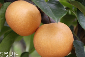 梨子里面發(fā)黑還能吃嗎？影響梨子的保存時(shí)間