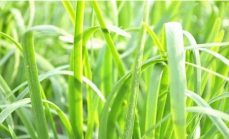 吃韭菜燒心怎么緩解？韭菜吃多了燒心