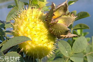 刺梨怎么保存？刺梨泡水喝的功效