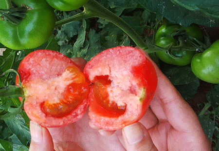 吃番茄對(duì)眼睛好嗎_吃番茄對(duì)眼睛的影響