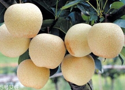 梨子可以加熱吃嗎？梨子對美容有一定功效