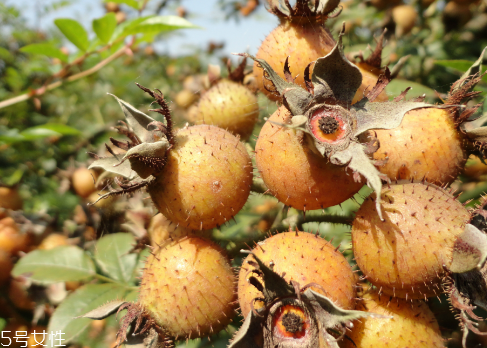 刺梨怎么保存？刺梨泡水喝的功效