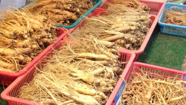 紅參和白參的區(qū)別 中醫(yī)解開(kāi)人參5大問(wèn)題 紅參和白參的區(qū)別 中醫(yī)解開(kāi)人參5大問(wèn)題