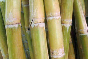 甘蔗吃多了對牙齒好嗎？有可能損傷牙齒