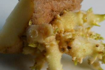 哪些食物發(fā)芽后營養(yǎng)翻倍？這些食物發(fā)芽后千萬別吃