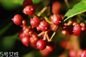 新鮮花椒如何長(zhǎng)期保鮮 教你幾個(gè)小技巧 新鮮花椒如何長(zhǎng)期保鮮 教你幾個(gè)小技巧