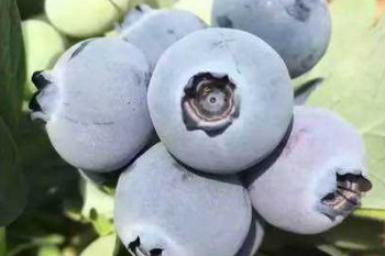 哪些食物具有抗癌的功效？吃這些食物會(huì)得癌