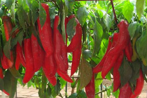 吃辣椒有哪些壞處？吃辣的人注意了
