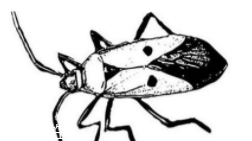 蟑螂究竟有多臟？傳播蛔蟲卵等多種病菌