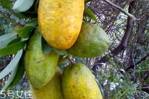 牛卵坨怎么吃？牛卵坨記得去皮去籽