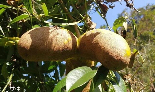 牛卵坨孕婦可以吃嗎？看屬于什么懷孕階段