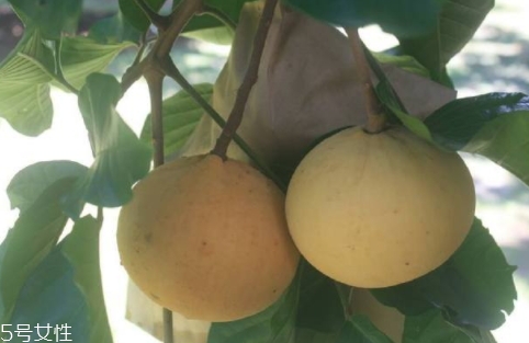 山陀兒怎么吃？山陀兒的營養(yǎng)功效