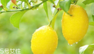 檸檬精油能加在哪些護(hù)膚品中？少量添加都可以