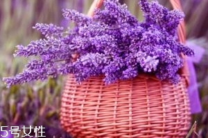 薰衣草精油能防曬嗎？能隔離紫外線