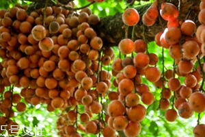 木奶果多少錢一斤？居然高達(dá)幾十元一斤