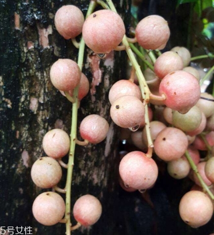 木奶果好吃嗎？木奶果密密麻麻好吃到爆