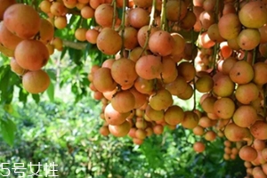 木奶果怎么吃？皮可以吃嗎