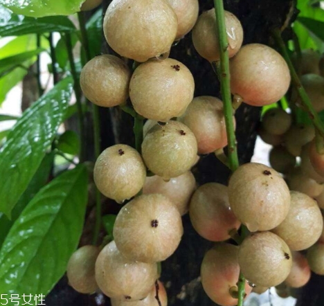 木奶果怎么吃？皮可以吃嗎