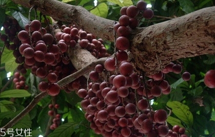 木奶果怎么吃？皮可以吃嗎