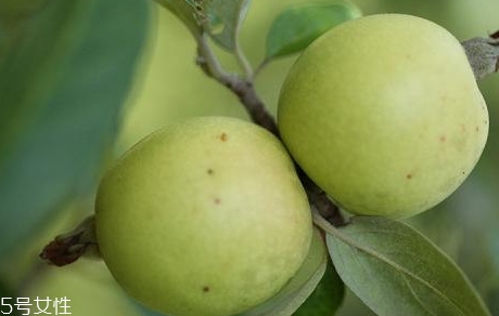 多依果多少錢一斤？