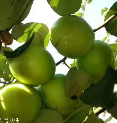 毛葉棗的營(yíng)養(yǎng)價(jià)值功效作用 毛葉棗的營(yíng)養(yǎng)價(jià)值功效作用