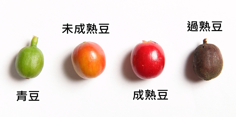 咖啡豆怎么挑選 選好保存更重要 咖啡豆怎么挑選 選好保存更重要