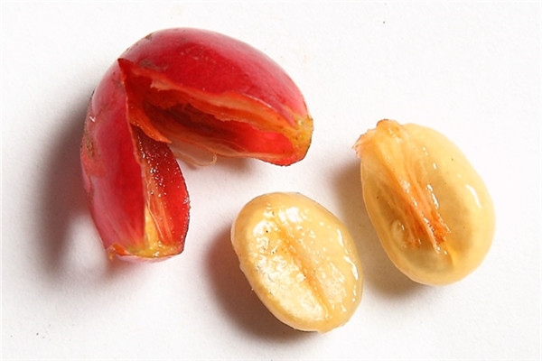 咖啡豆怎么挑選 選好保存更重要 咖啡豆怎么挑選 選好保存更重要