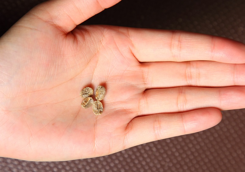 咖啡豆怎么挑選 選好保存更重要 咖啡豆怎么挑選 選好保存更重要