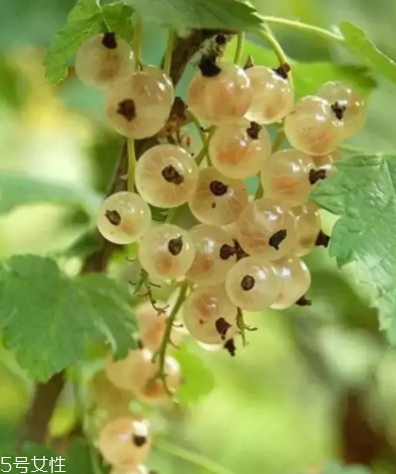 醋栗什么味道好吃嗎？酸甜可口惹人愛