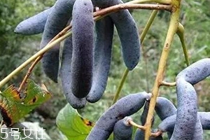 貓屎瓜能吃嗎？其貌不揚的水果