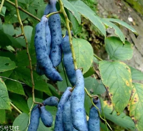 貓屎瓜能吃嗎？其貌不揚的水果