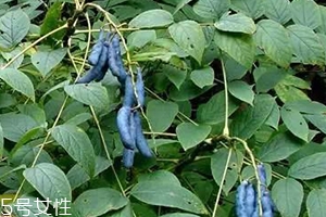 貓屎瓜的籽能吃嗎？