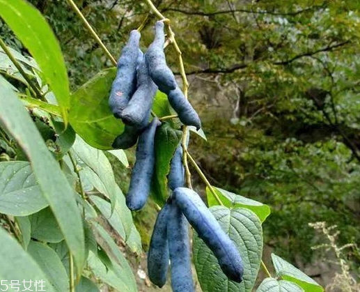 貓屎瓜的籽能吃嗎？