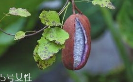 八月炸和貓屎瓜是一種水果嗎？了解它們的區(qū)別