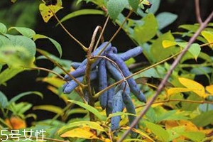 八月炸和貓屎瓜是一種水果嗎？了解它們的區(qū)別