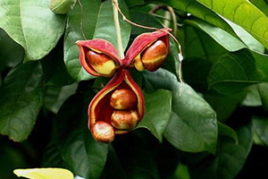 鳳眼果怎么吃？這些鳳眼果的做法一定要收藏