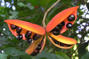 鳳眼果多少錢一斤？觀賞和口感兼具的鳳眼果