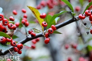 救救糧的營(yíng)養(yǎng)和功效作用 救救糧的營(yíng)養(yǎng)和功效作用