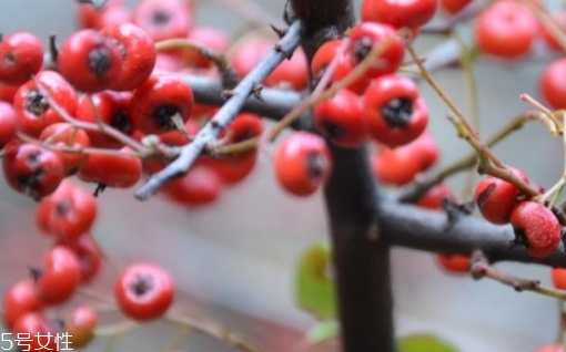 救救糧的營(yíng)養(yǎng)和功效作用 救救糧的營(yíng)養(yǎng)和功效作用