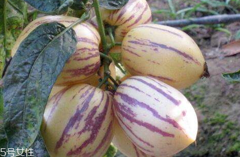 香瓜茄怎么吃 香瓜茄可以生吃嗎 香瓜茄怎么吃 香瓜茄可以生吃嗎