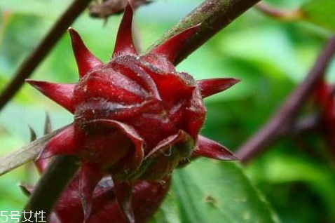 紅桃k果什么時(shí)候種 種植方法 紅桃k果什么時(shí)候種 種植方法