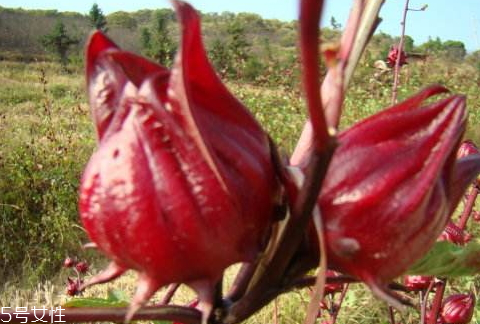 紅桃k果什么時(shí)候種 種植方法 紅桃k果什么時(shí)候種 種植方法