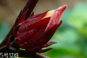 紅桃k果什么時(shí)候種 種植方法 紅桃k果什么時(shí)候種 種植方法