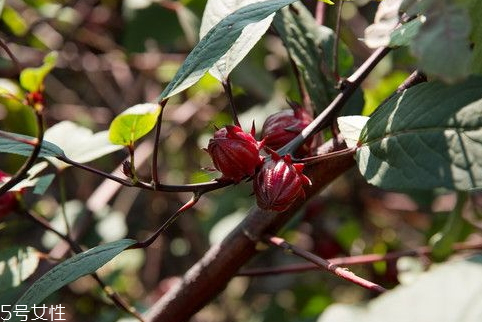 紅桃k果的功效與作用 四大功效 紅桃k果的功效與作用 四大功效
