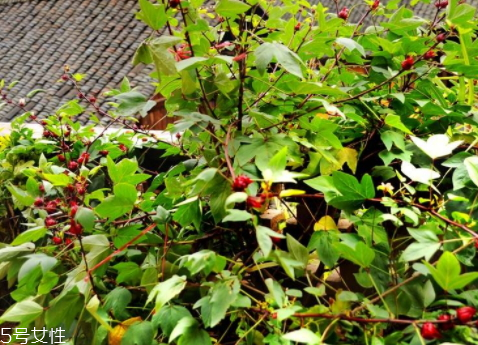 紅桃k果的功效與作用 四大功效 紅桃k果的功效與作用 四大功效