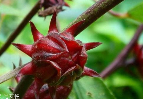 紅桃k果多少錢一斤 價格隨行就市 紅桃k果多少錢一斤 價格隨行就市