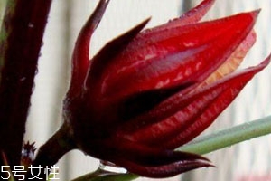 紅桃k果多少錢一斤 價格隨行就市 紅桃k果多少錢一斤 價格隨行就市